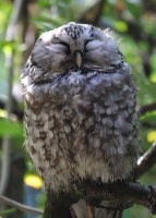 Syc rousny - Aegolius funereus - Boreal Owl - Sumava 3714